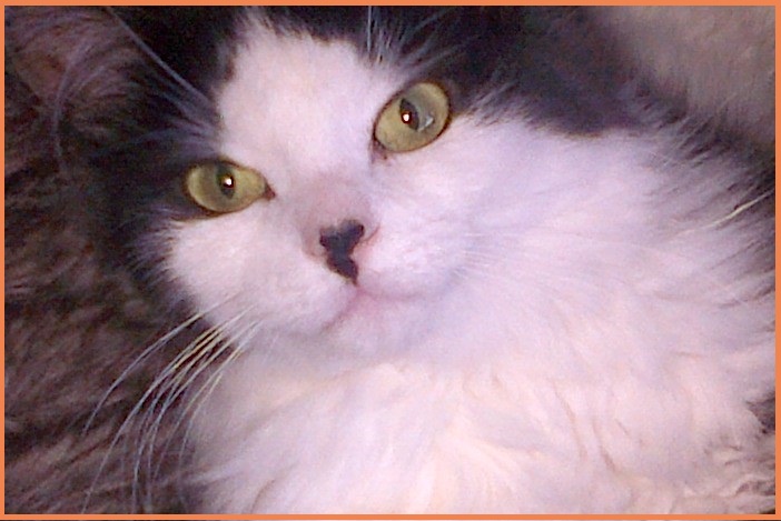 chat 1